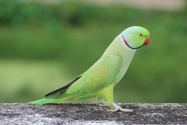 Élever des insects: vers de farine, cafards, fourmis … comme animaux de compagnie