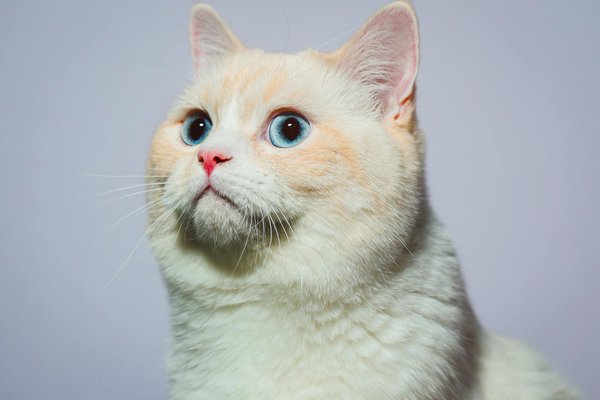 Quand et comment donner des friandises à votre chien